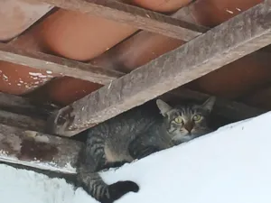 Gato raça SRD-ViraLata idade 2 a 6 meses nome Sem nome