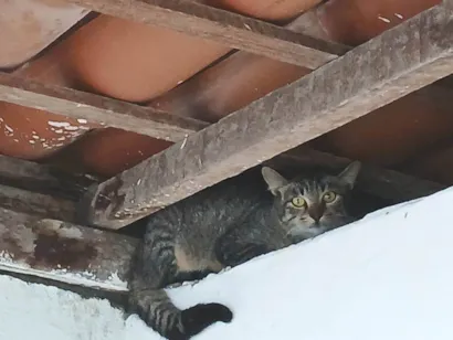 Gato raça SRD-ViraLata idade 2 a 6 meses nome Sem nome