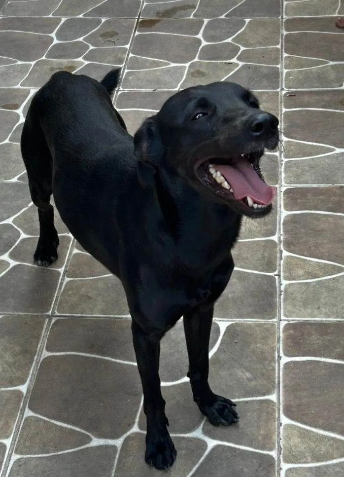 Cachorro ra a SRD-ViraLata idade 1 ano nome BOB