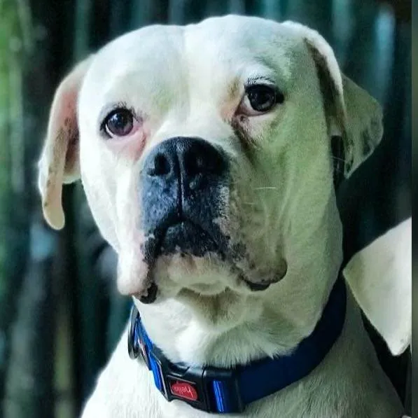 Cachorro ra a Boxer idade 6 ou mais anos nome Bocão
