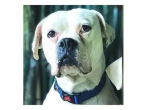 Cachorro raça Boxer idade 6 ou mais anos nome Bocão