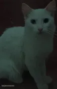 gatinhos
