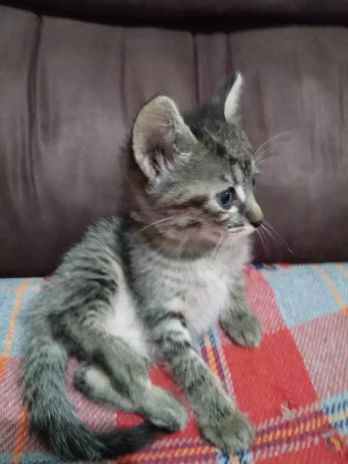 Gato ra a SRD-ViraLata idade 2 a 6 meses nome Chita 