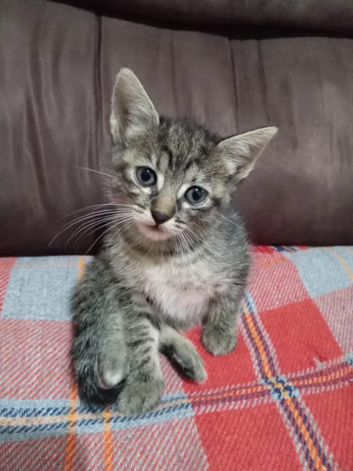 Gato ra a SRD-ViraLata idade 2 a 6 meses nome Chita 