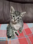 Chita