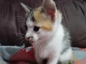 Gato raça Exótico idade 2 a 6 meses nome Flor 