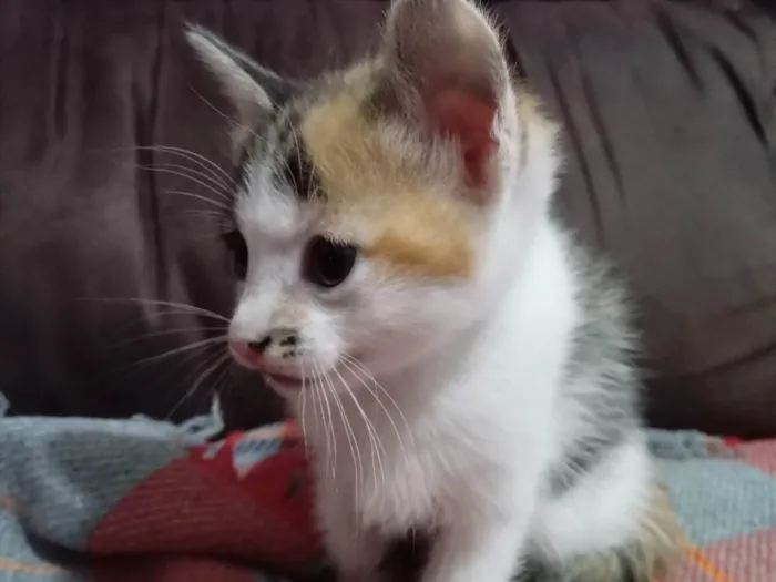 Gato ra a Exótico idade 2 a 6 meses nome Flor 
