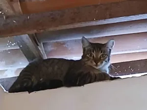 Gato raça SRD-ViraLata idade 2 a 6 meses nome Sem nome