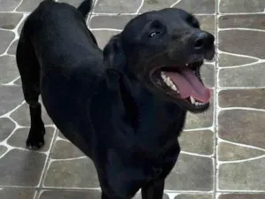 Cachorro raça SRD-ViraLata idade 1 ano nome BOB