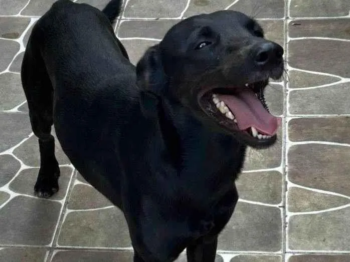 Cachorro ra a SRD-ViraLata idade 1 ano nome BOB