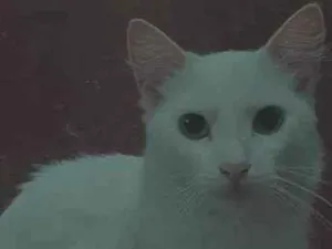 Gato raça SRD-ViraLata idade Abaixo de 2 meses nome gatinhos