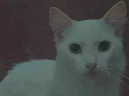 Gato raça SRD-ViraLata idade Abaixo de 2 meses nome gatinhos