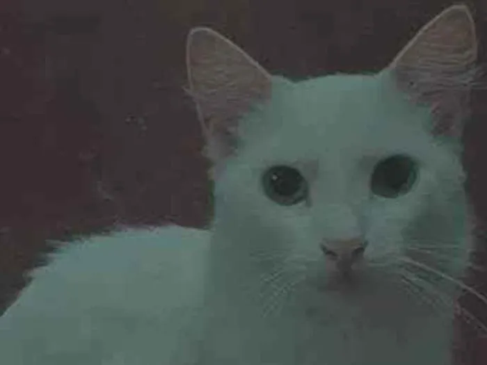 Gato ra a SRD-ViraLata idade Abaixo de 2 meses nome gatinhos
