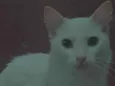 gatinhos