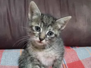 Gato raça SRD-ViraLata idade 2 a 6 meses nome Chita 