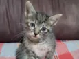 Chita