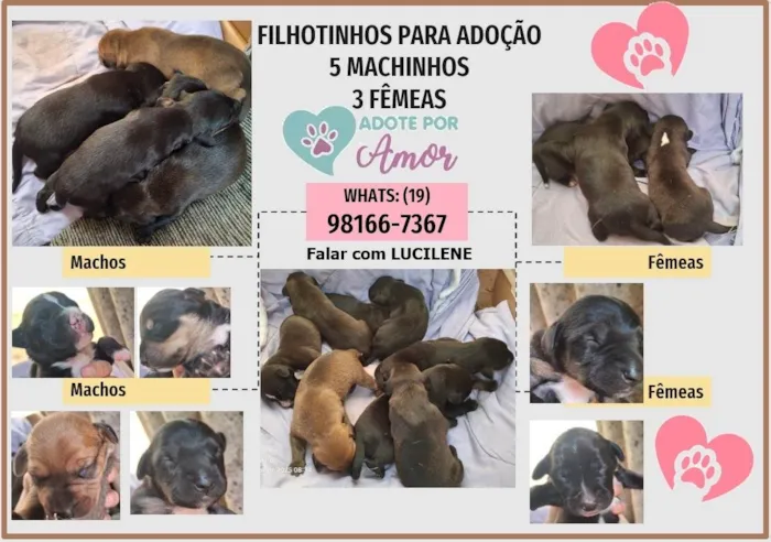 Cachorro ra a SRD-ViraLata idade Abaixo de 2 meses nome Ainda não tem nome