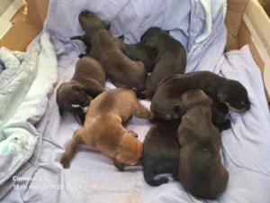 Cachorro raça SRD-ViraLata idade Abaixo de 2 meses nome Ainda não tem nome