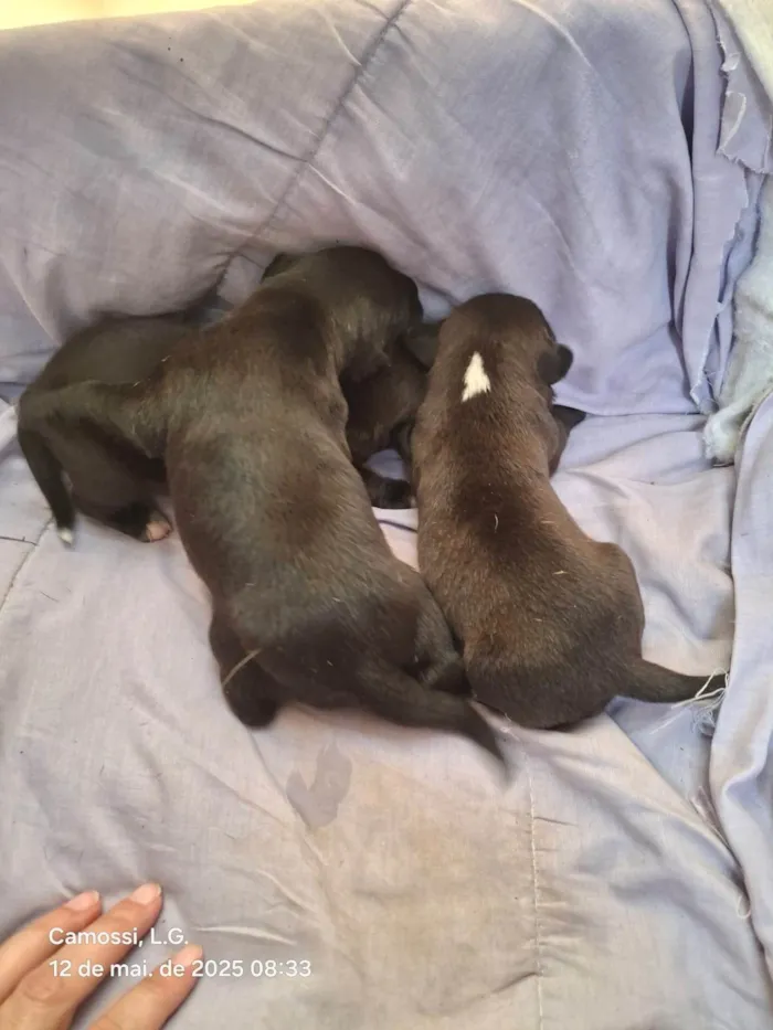 Cachorro ra a SRD-ViraLata idade Abaixo de 2 meses nome Ainda não tem nome