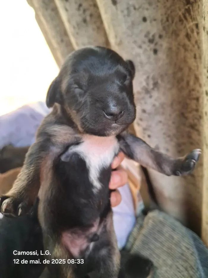 Cachorro ra a SRD-ViraLata idade Abaixo de 2 meses nome Ainda não tem nome