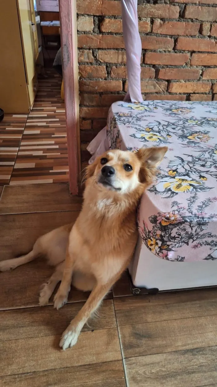 Cachorro ra a SRD-ViraLata idade 6 ou mais anos nome Perola