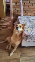 Perola