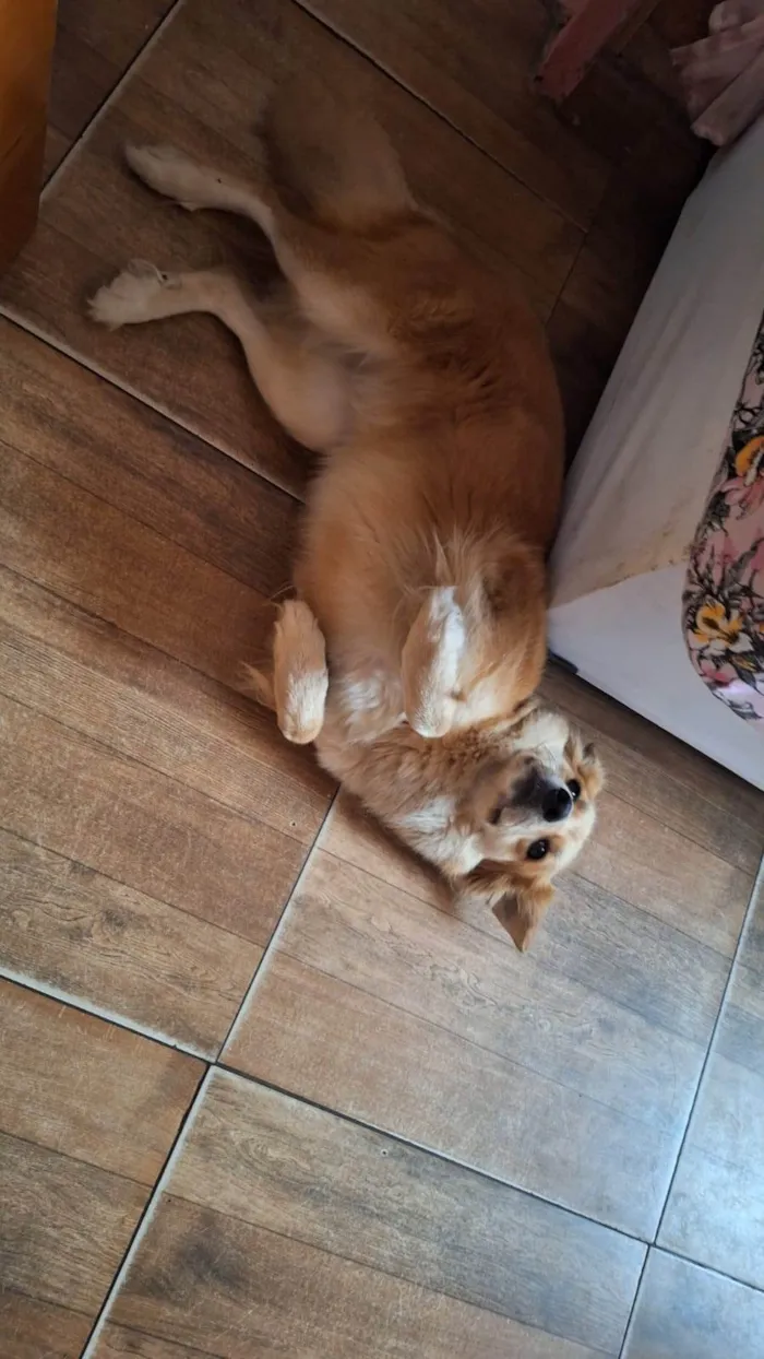 Cachorro ra a SRD-ViraLata idade 6 ou mais anos nome Perola