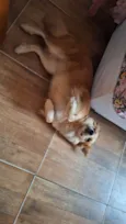 Perola