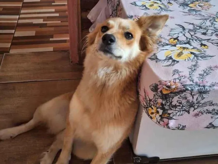 Cachorro ra a SRD-ViraLata idade 6 ou mais anos nome Perola