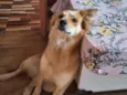 Perola