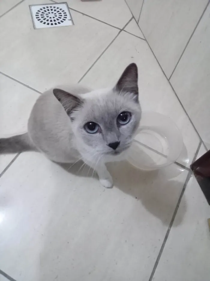 Gato ra a SRD-ViraLata idade 5 anos nome Mel 