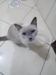 Mel