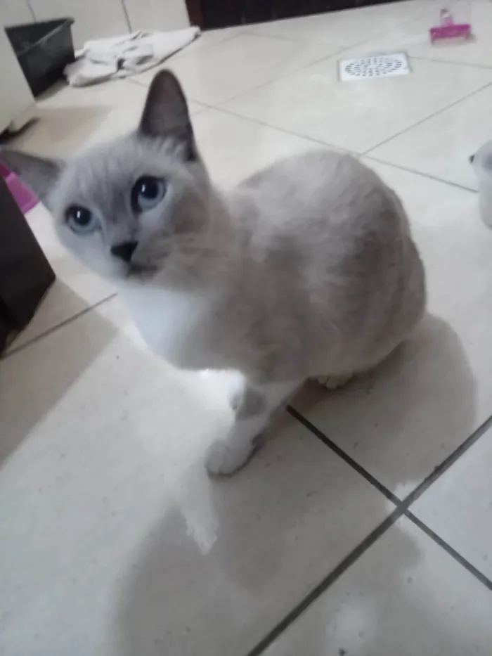 Gato ra a SRD-ViraLata idade 5 anos nome Mel 