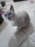 Mel