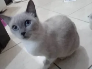 Gato raça SRD-ViraLata idade 5 anos nome Mel 