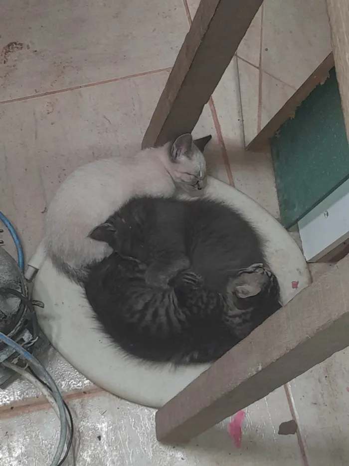 Gato ra a SRD-ViraLata idade 2 a 6 meses nome Jujubinha