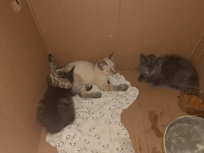 Gato ra a SRD-ViraLata idade 2 a 6 meses nome Jujubinha