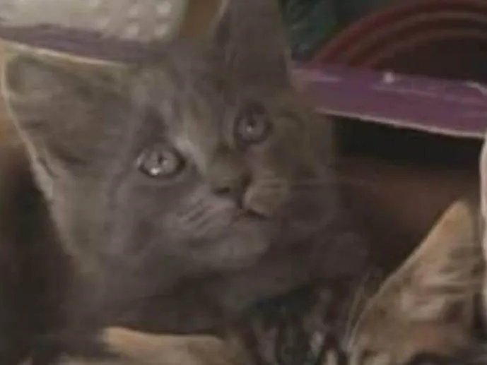 Gato ra a SRD-ViraLata idade 2 a 6 meses nome Jujubinha