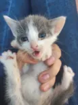 Mimi