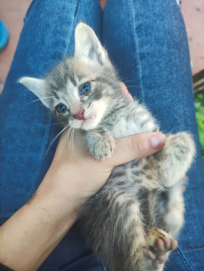 Gato ra a SRD-ViraLata idade Abaixo de 2 meses nome Rajado