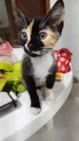 Tieta