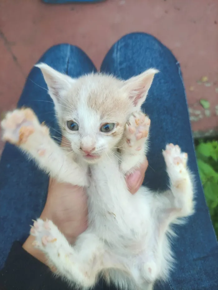 Gato ra a SRD-ViraLata idade Abaixo de 2 meses nome Apollo