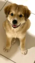 Toby