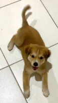Toby