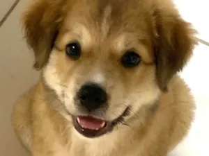 Cachorro raça SRD-ViraLata idade Abaixo de 2 meses nome Toby