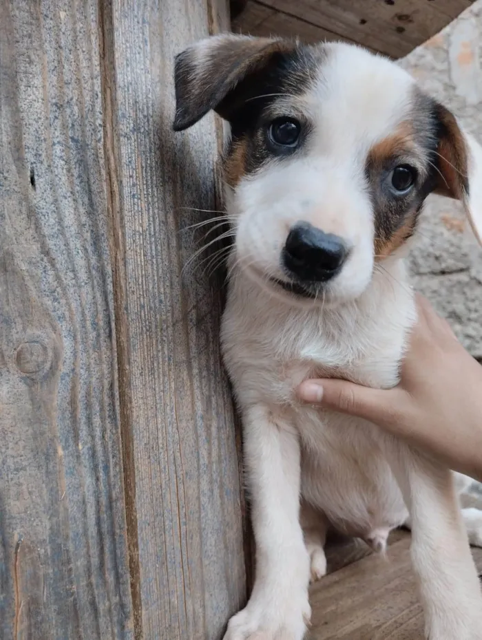 Cachorro ra a SRD-ViraLata idade Abaixo de 2 meses nome A escolha do dono 