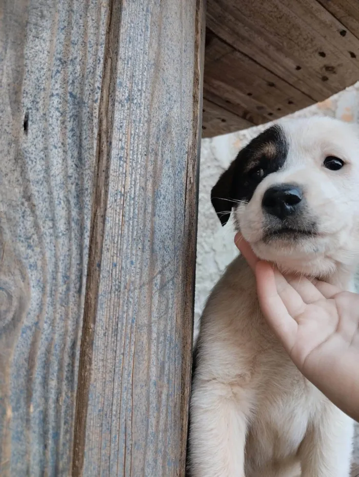 Cachorro ra a SRD-ViraLata idade Abaixo de 2 meses nome A escolha do dono 
