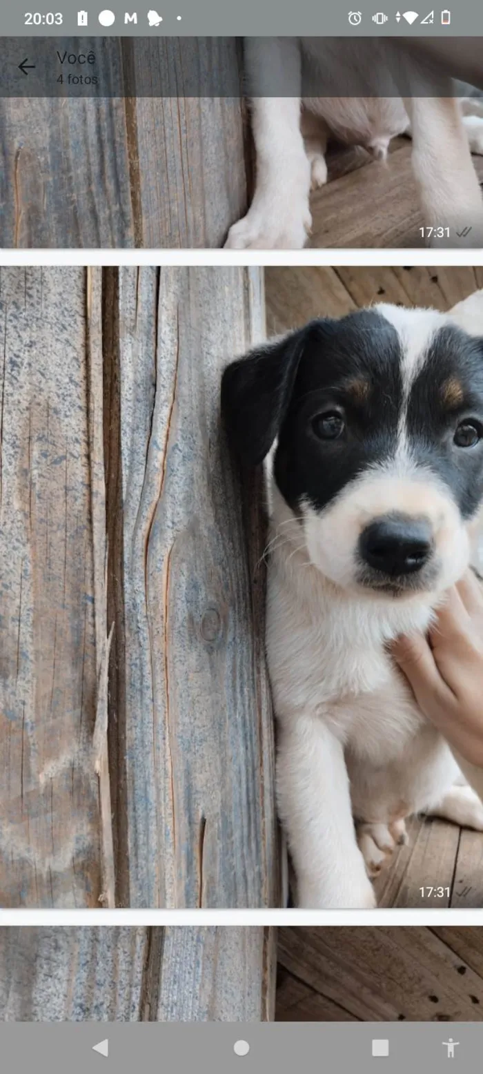 Cachorro ra a SRD-ViraLata idade Abaixo de 2 meses nome A escolha do dono 