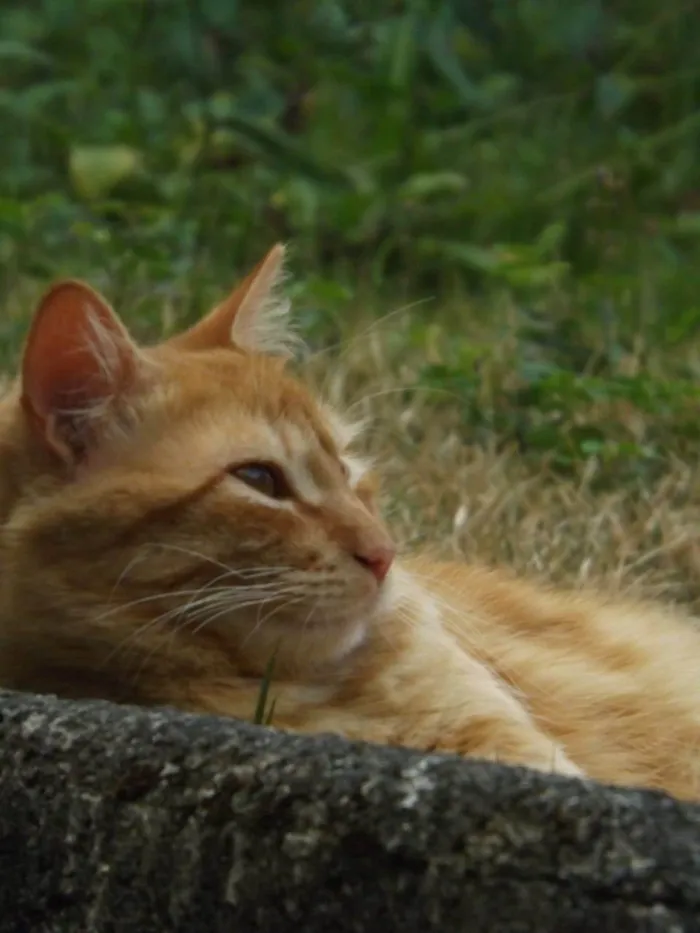 Gato ra a SRD-ViraLata idade 2 anos nome Bichento 