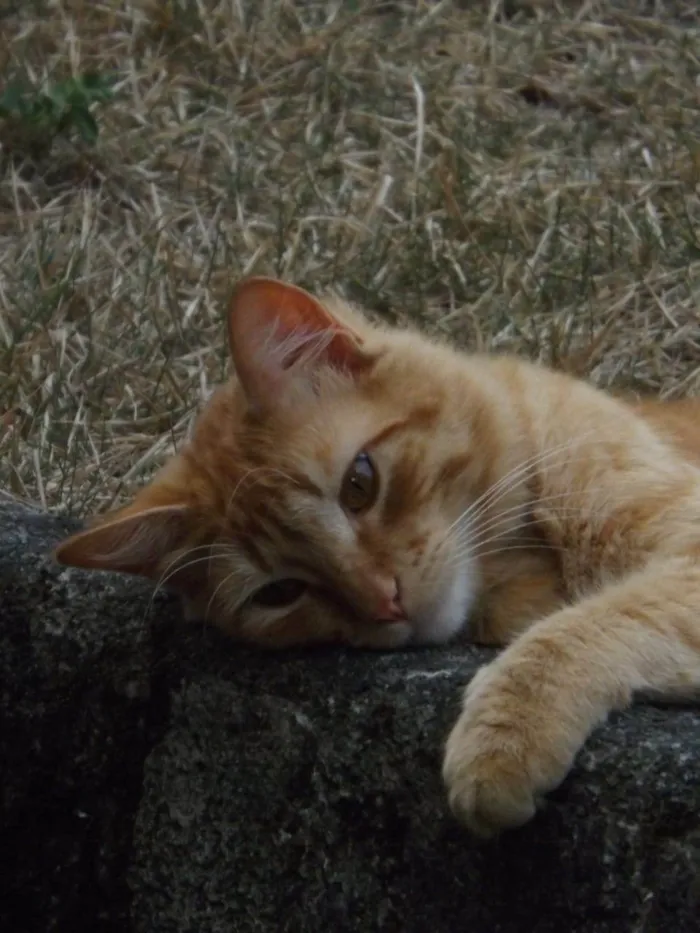 Gato ra a SRD-ViraLata idade 2 anos nome Bichento 